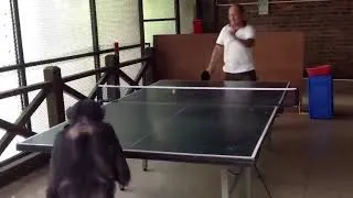 Thumbnail: Monkey Fight --PINGPONG