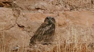Thumbnail: Eagle owl nestlings  / אוח משפחה