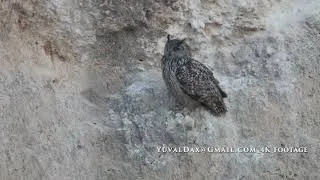 Thumbnail: Eagle owl daytime / אוח