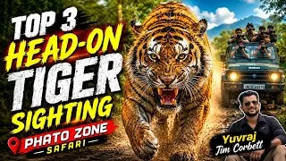Thumbnail: TOP 3 HEAD-ON TIGER SIGHTING 😱 LATEST PHATO ZONE SAFARI 🐯 #jimcorbett 