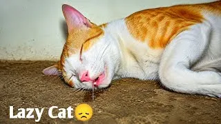 Thumbnail: My Sassy Cat's Peaceful Nap 😻💤 | Adorable Sleeping Cat Moments 