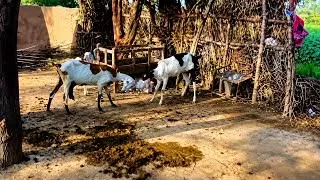 Thumbnail: My Village Goats Fighting | Funny Goat Battle in Village 🐐😂 