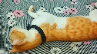 Thumbnail: Dirty Stray Cat Rescue | Amazing Cat Transformation & Heartwarming Animal Rescue Story