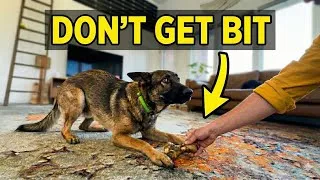 Thumbnail: How to Stop Dog Aggression Without Getting Bitten