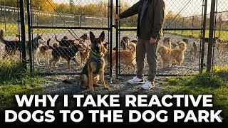 Thumbnail: How To Fix Reactivity By GOING TO the Dog Park 