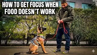 Thumbnail: TRY THIS When Treats Don’t Work!