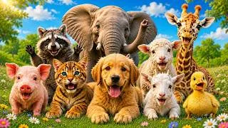 Thumbnail: Animals Sound For Toddlers 🐎🐅| Learn Cute Animals Sound | Farm & Domestic Animals Sound