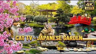 Thumbnail: [No Ads] CAT TV - BAMBOO FOUNTAIN 🦆 Active Birds, Chipmunk & Mallard Duck (4K 60FPS)