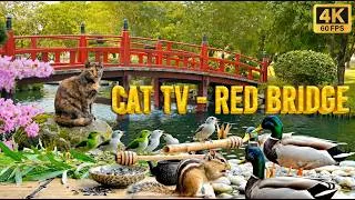 Thumbnail: Relaxing Bird Watching 🌿 Red Bridge Park, Ducks & Songbirds (4 Hours) [No Ads]