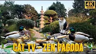 Thumbnail: Bird Watching 4 Hours 🦆 Stone Pagoda, Mallard Ducks & Cute Chipmunk [No Ads]