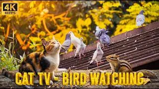 Thumbnail: [No Ads] CAT TV - BIRD WATCHING 🕊️ Calico Cat, Chipmunk & Pigeons (4K 60FPS)