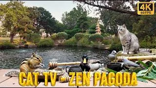 Thumbnail: Bird Watching 4 Hours 🏯 Zen Pagoda, Tabby Cat & Cute Chipmunk [No Ads]
