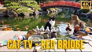 Thumbnail: Bird Watching 4 Hours 🕊️ Red Bridge, Koi Fish & Colorful Ducks [No Ads]