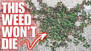 Thumbnail: How To Get Rid Of SPURGE WEED In Your Garden | PET SAFE RECIPE
