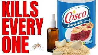 Thumbnail: Guaranteed To Kill Every Mosquito In Your Yard | No Chemicals Or Toxic Products
