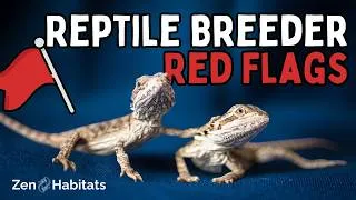 Thumbnail: How to Find a Reputable Reptile Breeder (& The Red Flags You Should Know About)