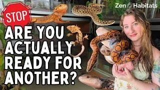 Thumbnail: 5 Signs You're Ready for Another Reptile (And 5 Signs You're NOT)