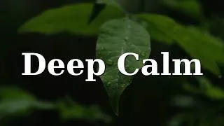 Thumbnail: Forest Bathing Meditation Nature Sounds 1hr 🕉️