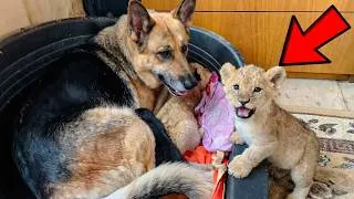 Thumbnail: She Raised 2 Lion Cubs as Her Own — What They Did Years Later Is Unbelievable