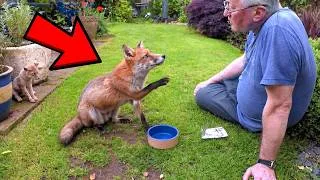 Thumbnail: This Wild Fox Ran Straight to a Man Crying — Then Led Him Somewhere Unbelievable