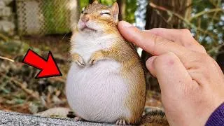 Thumbnail: This Wild Chipmunk Asked a Woman for Help… What Happened Next Was Unbelievable
