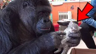 Thumbnail: This Gorilla Raised a Tiny Kitten as Her Own... Until One Heartbreaking Morning
