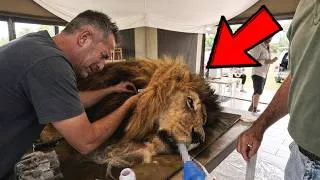 Thumbnail: A Ranger Saved a Dying Lion—Days Later, the Lion Did the Unthinkable