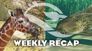Thumbnail: Zebra Sharks, Giraffes & MORE! | Planet Zoo 2 Weekly Recap