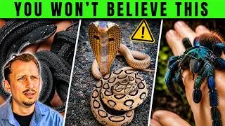 Thumbnail: Zoologist Reacts to the WILDEST Reptile Videos on the Internet!