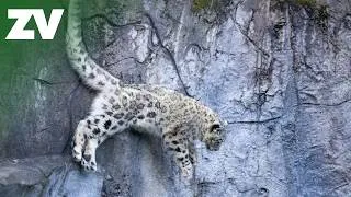 Thumbnail: Snow Leopard cub chaos at Melbourne Zoo!