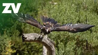 Thumbnail: World First Eagle Training!