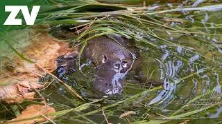 Thumbnail: Rarely Seen Platypus Nest Building Behaviour Explained