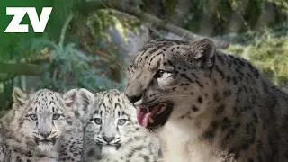 Thumbnail: Go behind the scenes with the Snow Leopard cubs at Melbourne Zoo