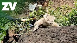 Thumbnail: An orphaned bushfire-injured koala returns to the wild!