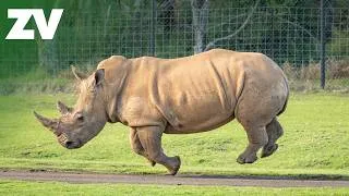 Thumbnail: A new rhino enters the Werribee savannah 🦏