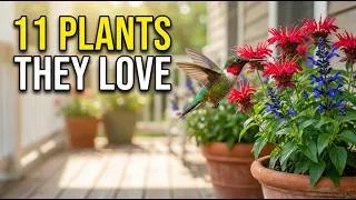Thumbnail: 11 Perennial Container Plants Hummingbirds Can’t Resist
