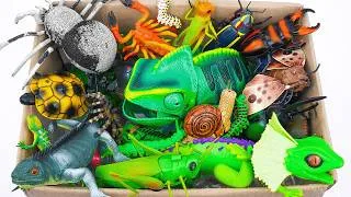 Thumbnail: 🦎toy asmr🦎 131 Minutes ZURU Robo Alive Insect ASMR | Chameleon, Lizard, Spider, Scorpion, Turtle