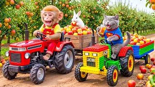 Thumbnail: Monkey Farmer Drives Tractor to Harvest Apples with Tiny JCB Cat & Rescues a Baby Rabbit!