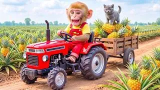 Thumbnail: Monkey Farmer Drives Tractor to Harvest Pineapples & Rescue a Kitten