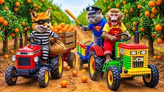 Thumbnail: Monkey Farmer Drives Tractor to Harvest Oranges with Tiny JCB Cat & Chases Down a Clever Fox Thief!