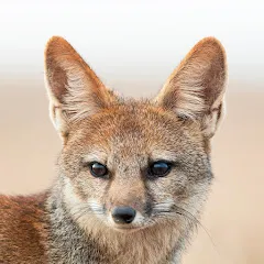 Avatar of Nature Stories