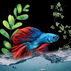 Avatar of Aqua.knowledge