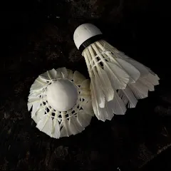 Avatar of Badminton TV Official 羽毛球TV官方