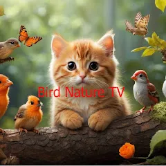 Avatar of Bird Nature TV