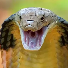 Avatar of King Of Poisonous Snakes