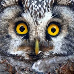 Avatar of Breath of Wildlife