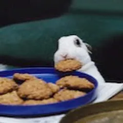 Avatar of Bunnies1230