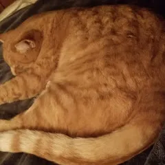 Avatar of CatsMeow