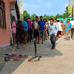 Avatar of Dipak Nepal Snake expert