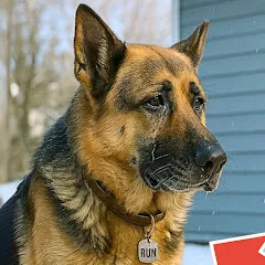 Avatar of DOG STORY
